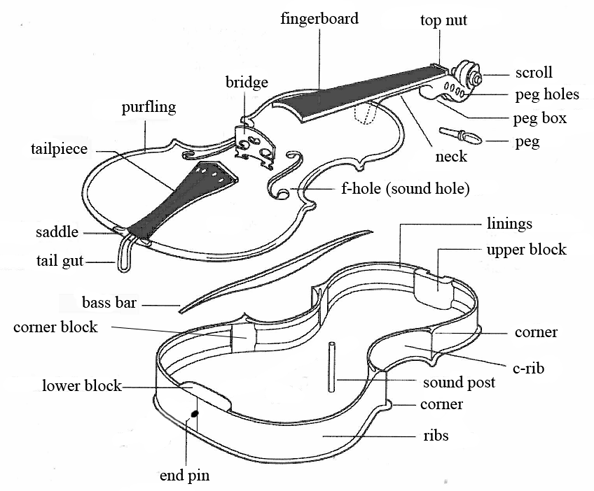The Anatomy of a Violin